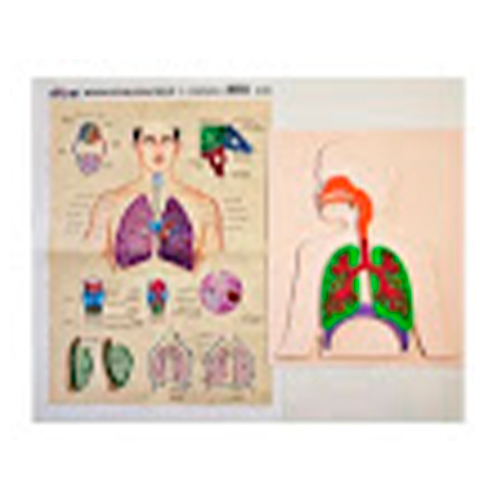 Didacti Sistema respiratorio de foamy 18 cm x 22 cm c/1 