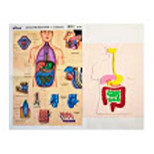 Didacti Sistema muscular foamy 18 cm x 22 cm c/1    